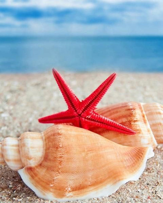 Shells and Starfish on Beach - Diamond Painting